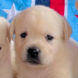 Girl 5 - Yellow female Labrador Retriever puppy in Jamestown, Ohio from Heartlands Quality Labrador Retrievers
