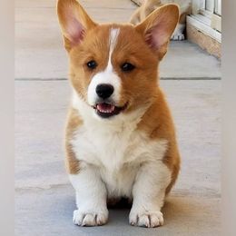 Pembroke Welsh Corgi Puppies from Pawm Springs Corgis