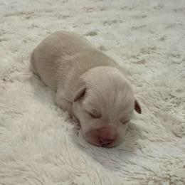 Buddy - White male Miniature Schnauzer puppy in Auburn, Georgia from Very Special Mini Schnauzers