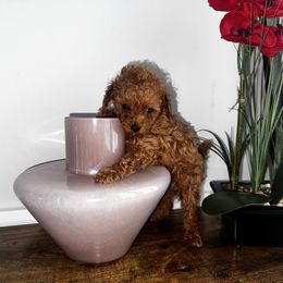 Tinker bell - Red  female Poodle puppy in Cape Coral, Florida from Katherine’s Yorkies and Poodles