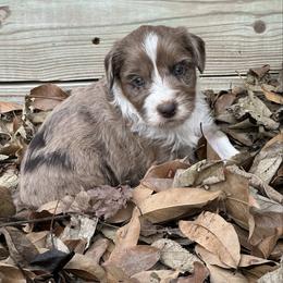 Boy 3 - Brown merle male Aussiedoodle puppy in Hillsboro, Illinois from Perfect Paws Puppies