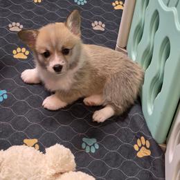 Hattie - Sable female Pembroke Welsh Corgi puppy in Charleston, Arkansas from Hilltop Corgis