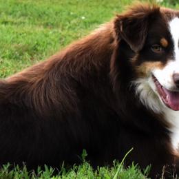 Fancy - Australian Shepherd