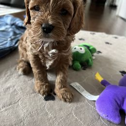 Cavapoo Puppies from Poseydoodle