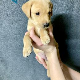 Teal - Yellow female Labrador Retriever puppy in Newaygo, Michigan from Royal Oak Gundogs