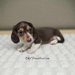 Panda - Chocolate and cream male Dachshund puppy in Oklahoma City, Oklahoma from OkieDoxieland Dachshunds