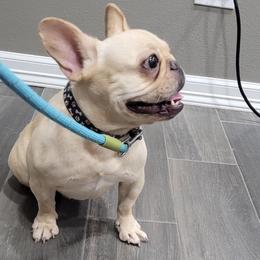 Piper - Cream female French Bulldog puppy in Harlingen, Texas from GulfCoastKennels