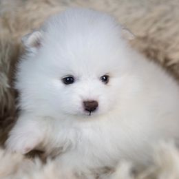 Monty - White male Pomeranian puppy in Pavilion, New York from Calverton Pomeranians