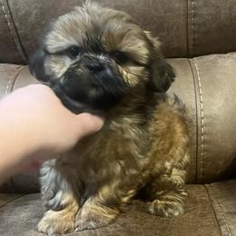 AKC Lanie - Sable female Shih Tzu puppy in Greenville, South Carolina from Babyface Shih Tzu