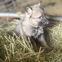 Black Collar - Sable male German Shepherd puppy in Mc Loud, Oklahoma from Hilbun Family Kennels