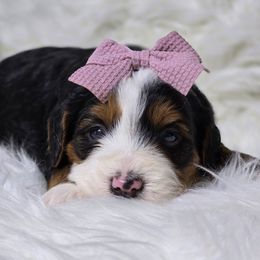 Sklyer - Tri-color female Bernedoodle puppy in Austin, Texas from Austin Doodles & Poodles