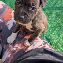 Kirby - Black brindle female American Staffordshire Terrier puppy in Hohenwald, Tennessee from AptiBull Terriers