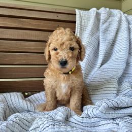Lemonade - Apricot female Goldendoodle puppy in Montgomery, Texas from Dacus Doodles