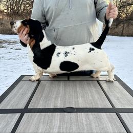 Dolly - Basset Hound