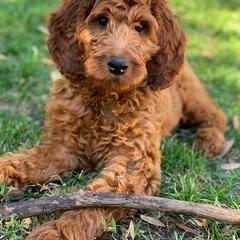 Irish Doodle Puppies from Morningside Doodles