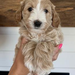 Boogey - Cream male Goldendoodle puppy in Lindon, Utah from Ruby’s Minidoodles LLC