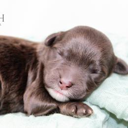 Boy 4 - Brown and white male Portuguese Water Dog puppy in Asheville, North Carolina from Top Notch Portuguese Water Dogs