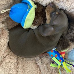 Dachshund Puppies from Rogue River Ranch Doxies