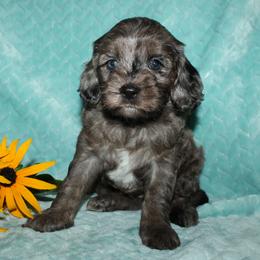 Mable - Merle female Cockapoo puppy in Dornsife, Pennsylvania from Schaible Family Puppies