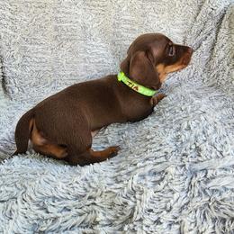 Tia lime green - Chocolate and tan female Dachshund puppy in Dunnellon, Florida from Southern Class with Sass Doxies