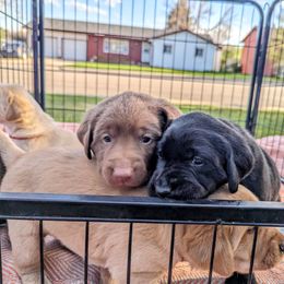 Dilute Retriever and Labrador Retriever Puppies from LC Hunting Labs, LLC.