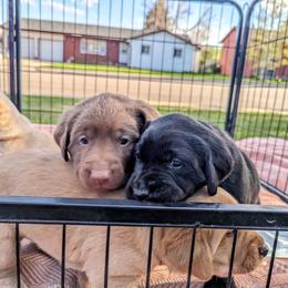 Dilute Retriever and Labrador Retriever Puppies from LC Hunting Labs, LLC.