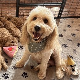 Lily - Goldendoodle