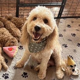 Lily - Goldendoodle