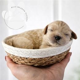 Oak - Apricot male Cavapoo puppy in London, Kentucky from Blue Meadow Puppies