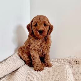 Sonnie - Red  male Goldendoodle puppy in Madisonville, Kentucky from Carlie and Co. Goldendoodles