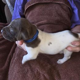Blue Boy 7 - White and liver male German Shorthaired Pointer puppy in Lindsay, California from Dori's Danes