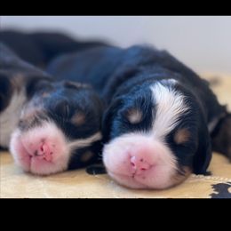 Bernese Mountain Dogs from Black Warrior Ranch