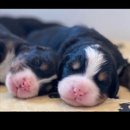 Bernese Mountain Dogs from Black Warrior Ranch