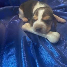 Tricolor Boy 4 - Blue tan and white male Beagle puppy in Dime Box, Texas from Kuehlers Kavaliers
