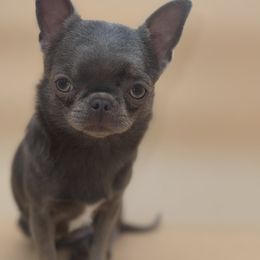 Girl 1 - Chocolate blue female Chihuahua puppy in Smyrna, Georgia from GeorgiasChihuahuas