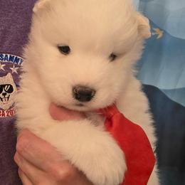 Red boy - White and biscuit male Samoyed puppy in Elwell, Michigan from Limelight Samoyeds