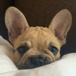 Boston Terriers and French Bulldogs from Maximum Companion