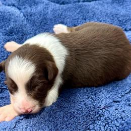 Hunter - Red tri-color male Australian Shepherd puppy in Mount Vernon, Texas from RJ's Aussie Posse