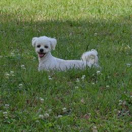Coco - Maltipoo