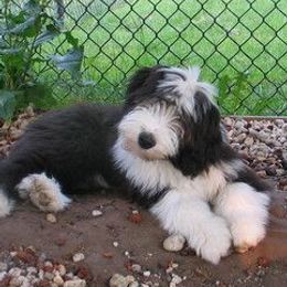 Bearded Collies from Travistar Bearded Collies