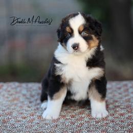 Dolly - Black tri-color female Australian Shepherd puppy in Olivehurst, California from Double M Aussies