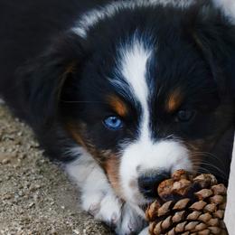 "Jesse" - Black tri-color Australian Shepherd puppy in Smith Valley, Nevada from Hoot's Aussies