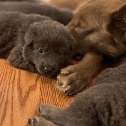 German Shepherd Puppies from Legacy K9’s