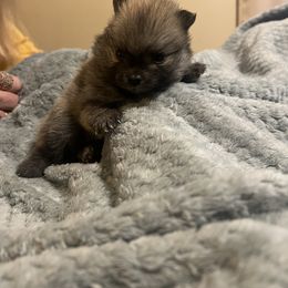 Dachshund and Pomeranian Puppies from Gracie Lail