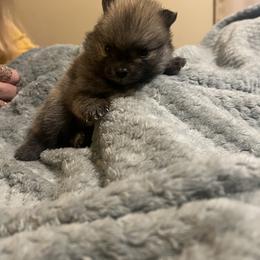 Dachshund and Pomeranian Puppies from Gracie Lail