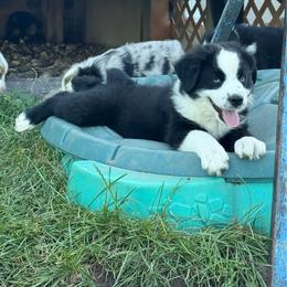 Gunner - Black & white male Miniature Australian Shepherd puppy in Marion, Michigan from Highland Hills Mini Aussies