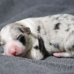 Zulu - Blue merle female Border Collie puppy in Richmond, Maine from Lil Maine Border Collies
