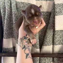 Pink - Red and white female Siberian Husky puppy in Jonesborough, Tennessee from Dry Creek Siberians