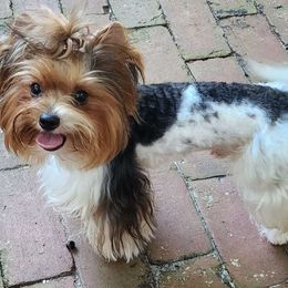 Omar - Biewer Terrier