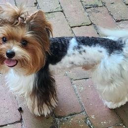 Omar - Biewer Terrier